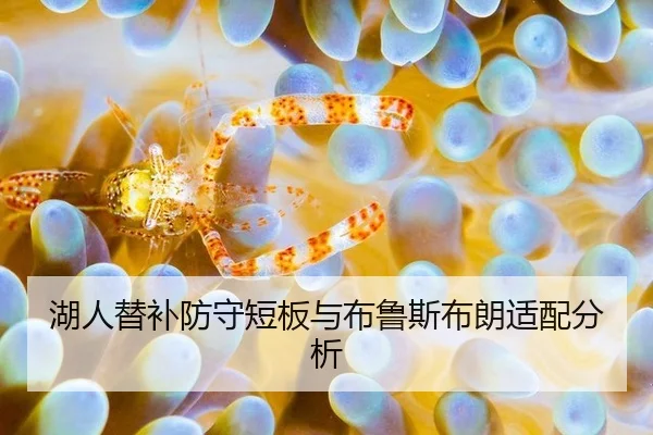 湖人替补防守短板与布鲁斯布朗适配分析